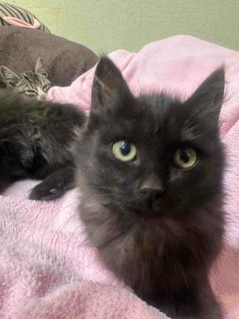 Отдаю котенка-мальчика бесплатно