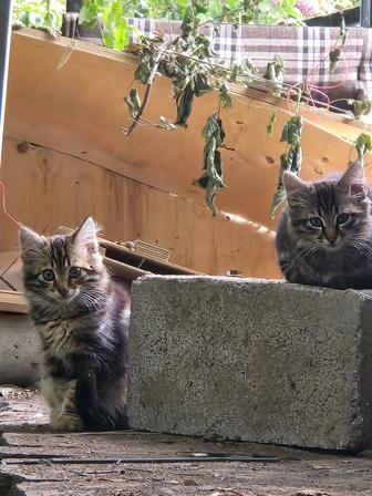 Котята в добрые руки