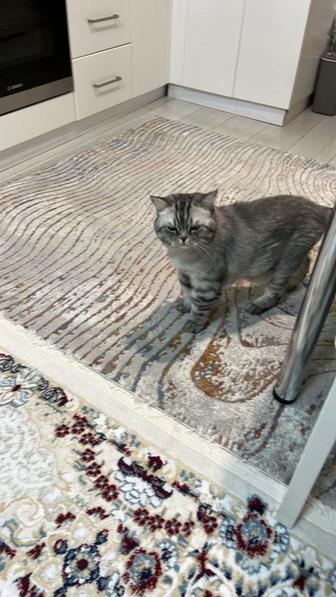 Шикарная британка