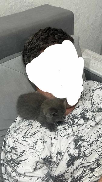 котенок,кот,британец