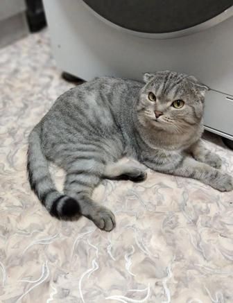 Кот порода Скоттиш fold3 года ждет невесту опытный дает красивое потомство