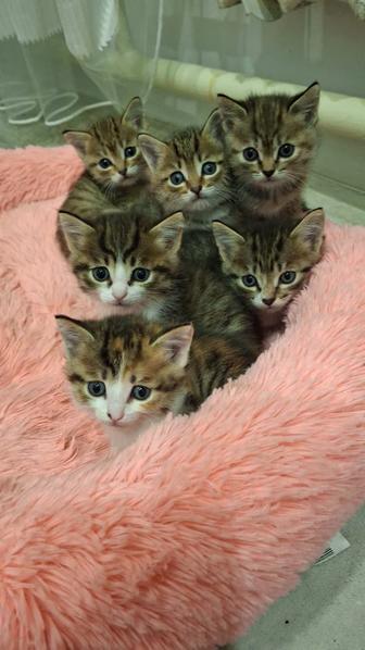 Отдам котят