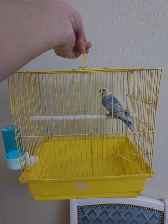 Попугай радужный клеткой, корм