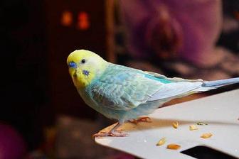 Попугай радужный клеткой, корм