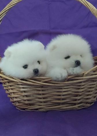 Крошки шпицы мальчики и девочки