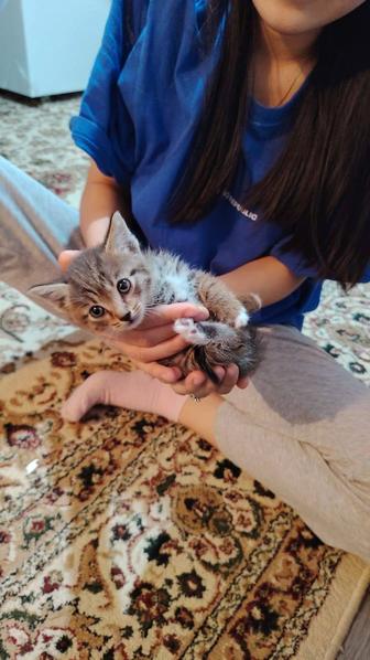 Отдам бесплатно кот маленький