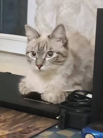 Отдам кошку