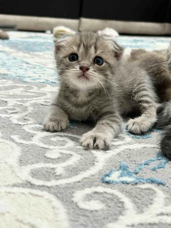 Шотладские вислоухие