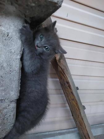 Очаровательных котят в добрые руки