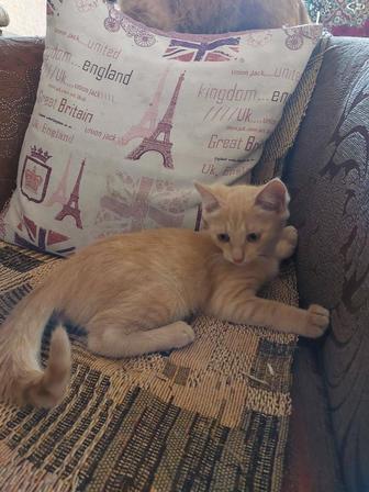 Очаровательного котика в добрые руки