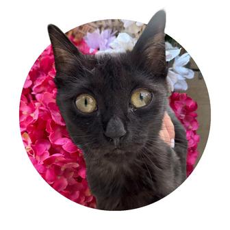 Котенок ищет семью, 2 месяцев
