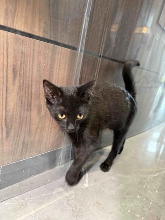 Котенок ищет семью, 2 месяцев
