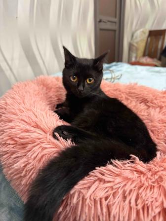 Котенок ищет семью, 6 месяцев