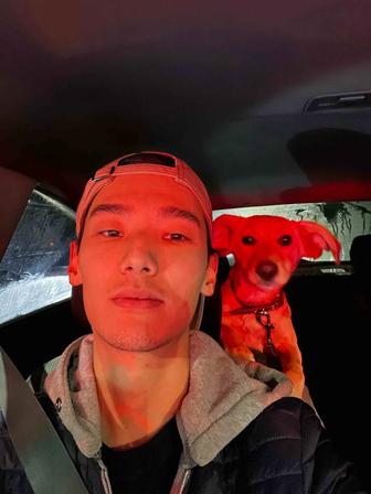 Лабрадор щенок