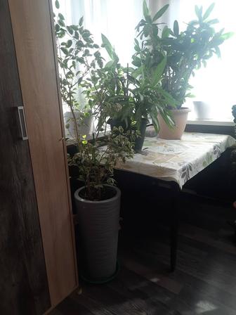 Продам цветы разные