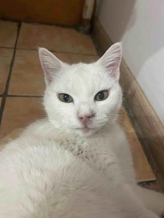 Отдам кошку в добрые руки