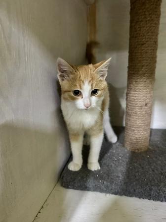 Отдадим котят в добрые руки