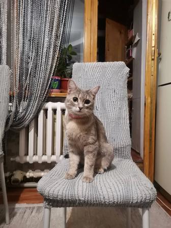 Кошка