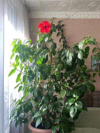 Продам цветок гибискус