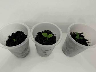 Продаю саженцы комнатного лимона