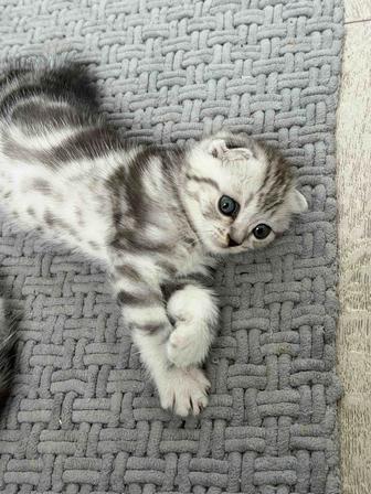 Вислоухий котёнок