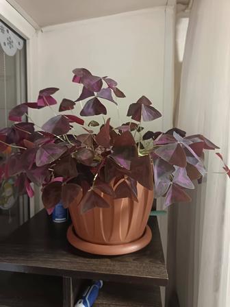 Продам цветы 1шт 500,который красный 1000