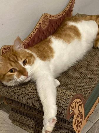 Кот(мальчик)1годик.Срочно недорого