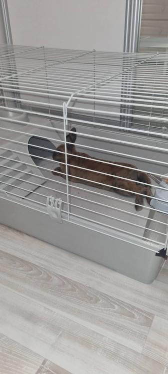 Кролик декоративный с клеткой