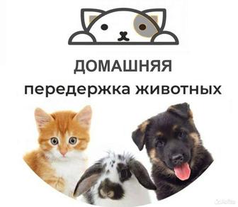 Домашняя передержка собак, выгул собак