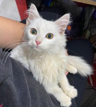 Отдам котика в добрые руки
