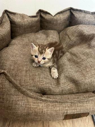 Продам котенка породы Скоттиш страйт