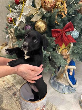 Отдаю щенка девочку в самые любящие руки