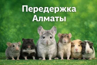 Передержка грызунов Алматы