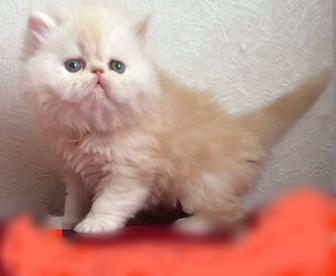 Персенок 1 месяц продам