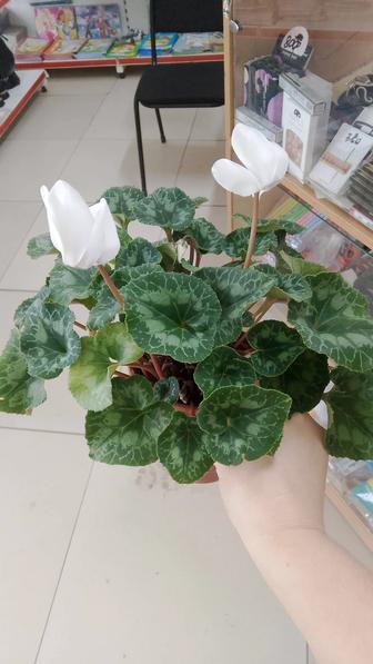 Комнатные цветы не дорого