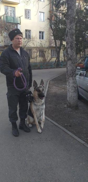 Дрессировка собак