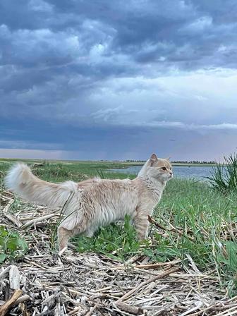 Животные Наполовину мейн Кун