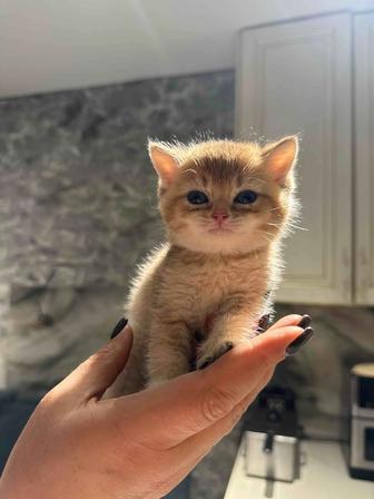 Котята золотая шиншилла