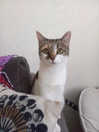 Кошка