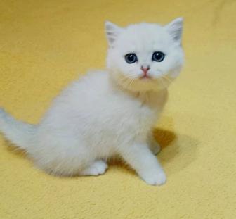 Британские котята