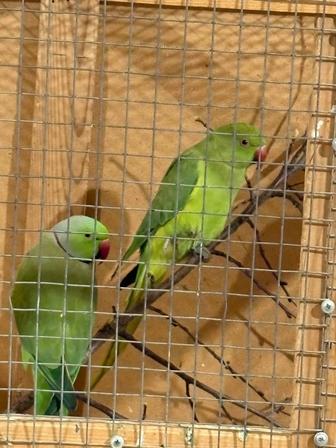 Продам пару ожереловых попугаев