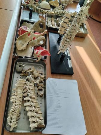 Репетитор по биологии