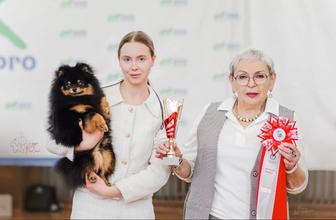 Шпиц вязка кобель