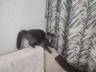 Вязка случка кошки