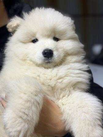 Самоедская собака щенки, рассрочка Каспий