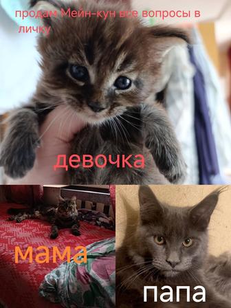 Мейн-кун котенок девочка
