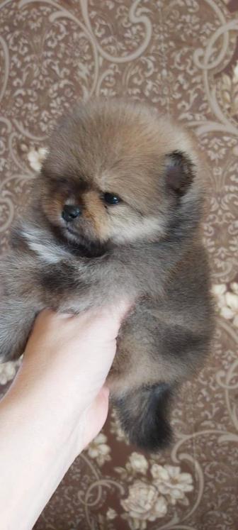 Шпицы щенки