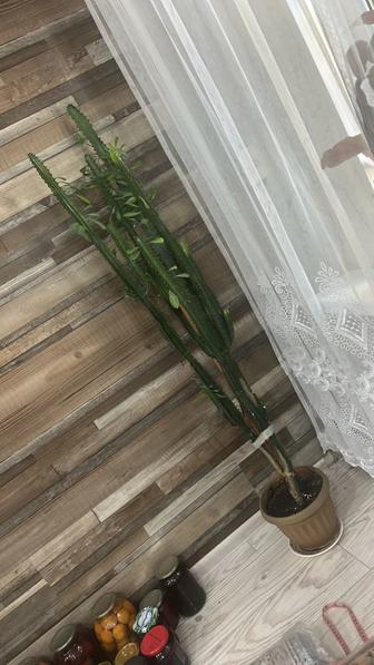 Продам кактус