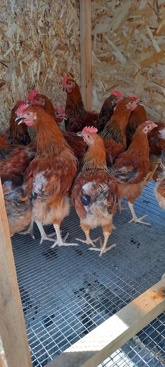 Продам петухов кучинской породы