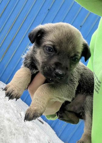 Отдам щенки в добрые руки